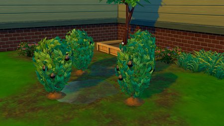 Растение мусороовощ в Симс 4